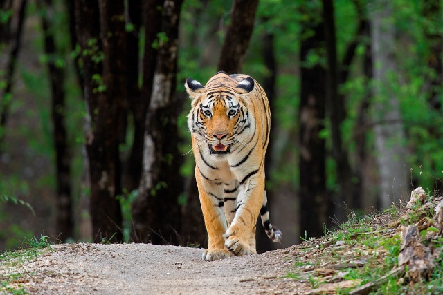 tiger in mayur the karma resort