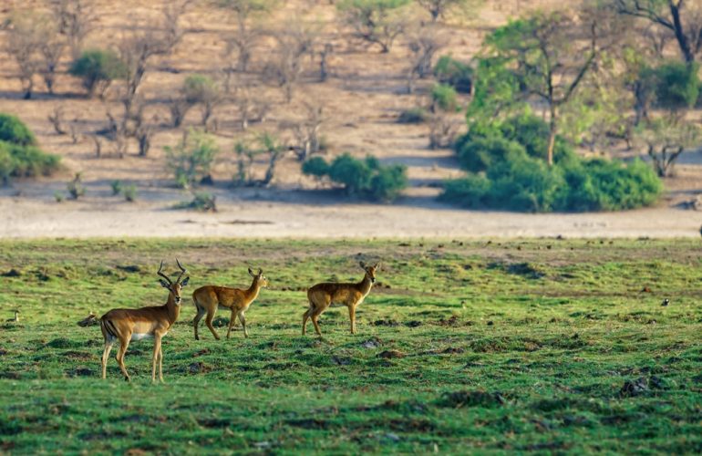 Entry Points to Pench National Park