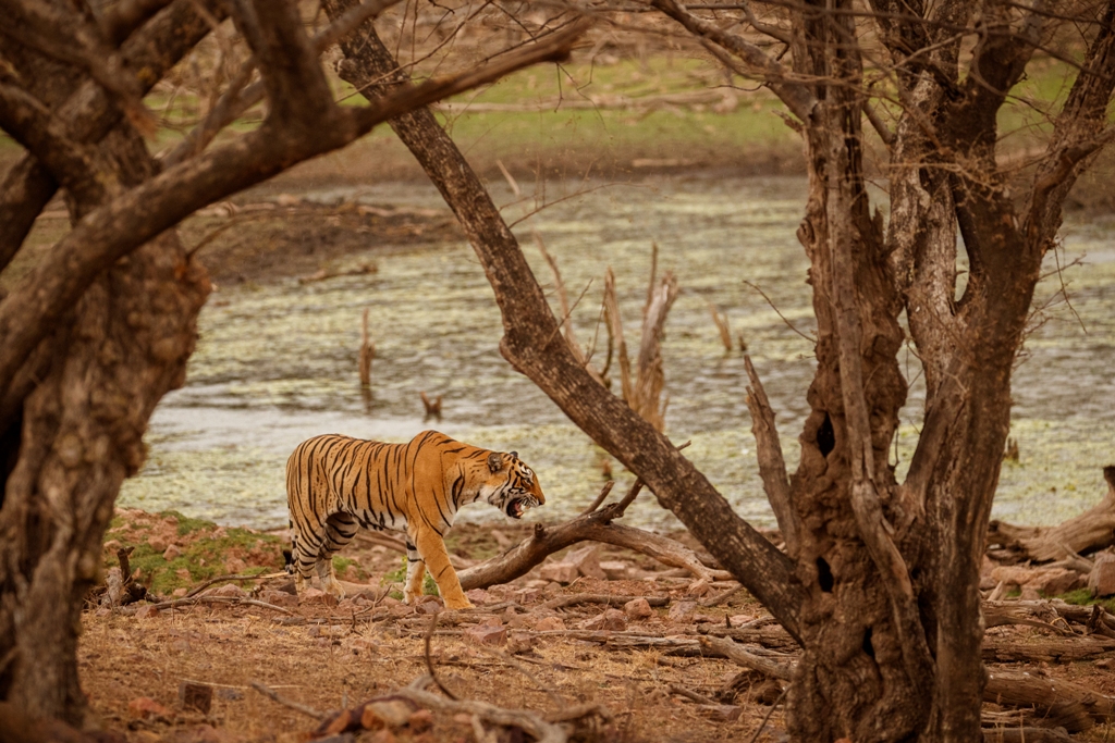 Why Sillari Safari in Pench National Park?